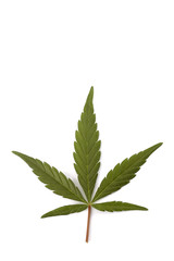 A single green leaf of hemp also known as cannabis or marijuana