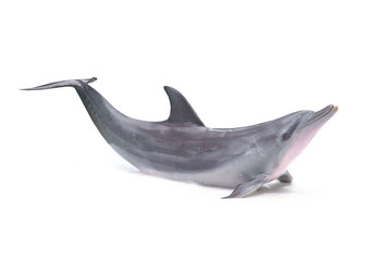 Naklejka premium Dolphin isolated on white background