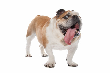Obraz premium English bulldog