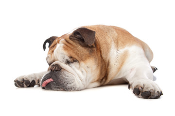 Obraz premium English bulldog