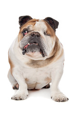 Obraz na płótnie Canvas English bulldog
