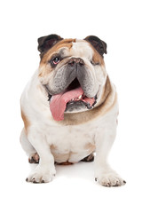 Obraz na płótnie Canvas English bulldog