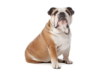English bulldog