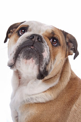 English bulldog