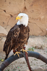 Белоголовый орлан. Американский орел.