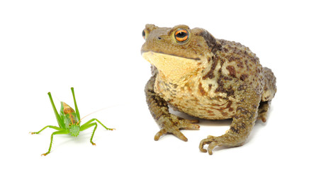 Frog and Grasshopper Isolated on White Background