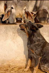 An Australian shepherd guarding a Brahman