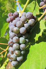 Grapes cluster