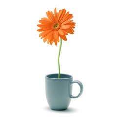 orange daisy flower on blue coffee cup