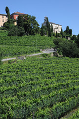 Fototapeta na wymiar Winnica Porza pobliżu Lugano