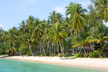 Obraz premium Coconut palm trees on the beach