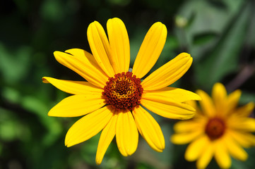heliopsis helianthoides scabra
