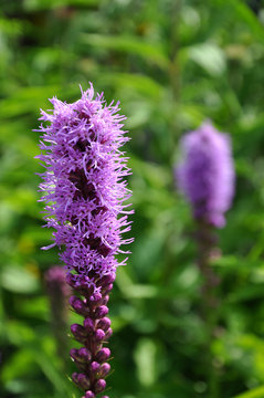 Liatris Spicata Kobold