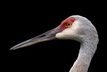 Close up shot of Sandhill crane © SNEHIT PHOTO