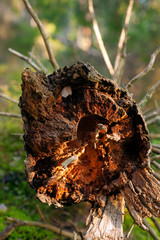 Cross section of old tree trunk