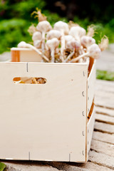 Closeup of a box of freshly picked garlic bulbs. Focus on box.