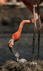 Naklejka premium Baby bird of the Caribbean flamingo.
