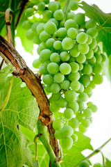 Bunch of green, or table grapes growing on the vine.