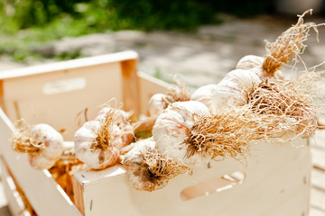 A wooden crate or box full of fresh garlic cloves