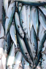 Obraz premium fishermans catch of fresh mackerel