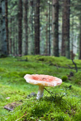 Toadstool  in  forest