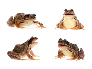 Fototapete Frosch Photo set of common european frog