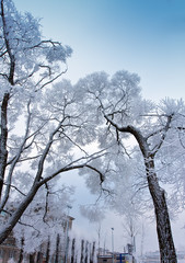 Snow-covered branches of tree on sky background