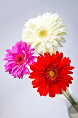 Three bright flowers. Gerbera