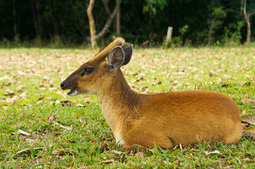 Barking deer in a field of grass