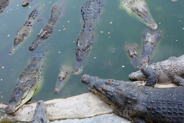 Crocodiles in a bog