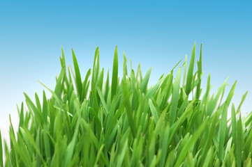 Green grass against blue sky