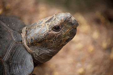 Portrait of a turtle