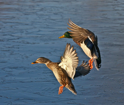 landing mallards