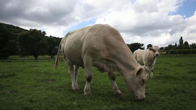 Vache et veau dans un champ