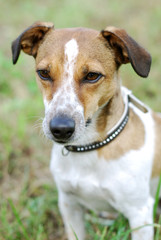 Jack Russell Terrier