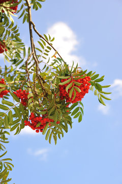 red fruits and flowers