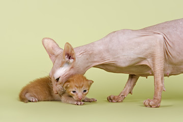 Peterbald Kitten 18220