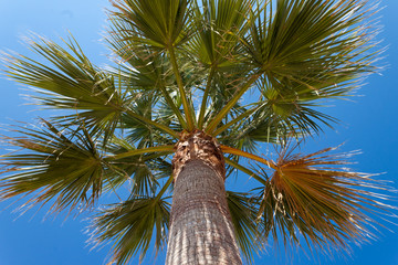palm tree on blue sky