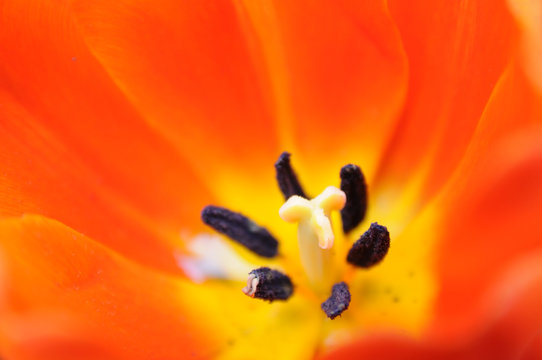 Orange tulip pistil
