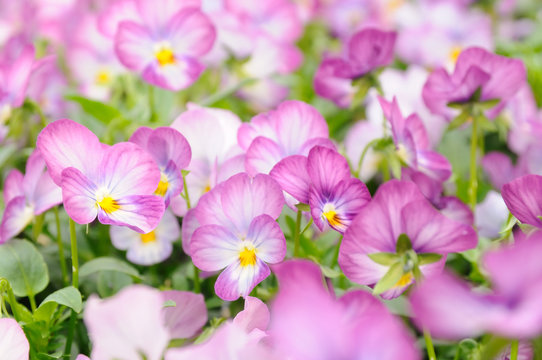 Pink Pansy