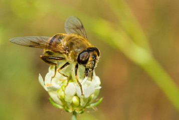 Species of fly similar to bee on a summer flower.