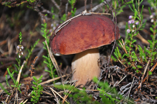 forest mushroom in moss