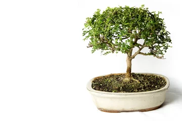 Fotobehang Bonsai Bonsai  © Marco Speranza