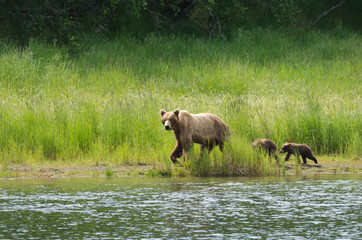 Fototapeta na wymiar Female Alaskan brown bear with cubs