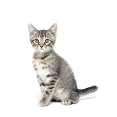 Fototapeta na wymiar Cute tabby kitten on white