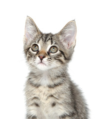 Obraz premium Cute tabby kitten on white