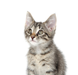 Cute tabby kitten on white