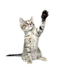 Cute tabby kitten playing on white