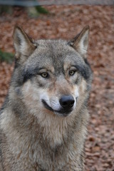 Ein Wolf Porträt