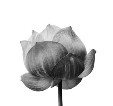 Fototapeta Lotus flower in black and white isolated on white background